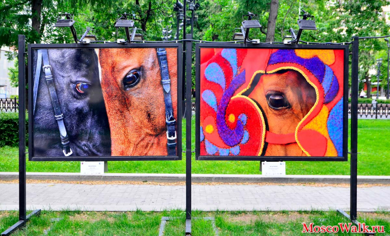 Тверской бульвар фотовыставка мир лошадей