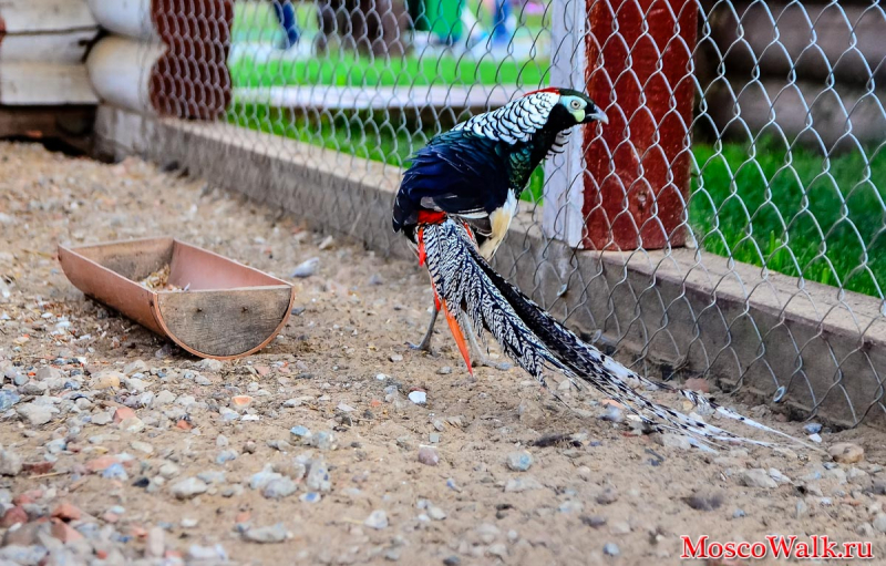 птицы в зоопарке на Калужском шоссе
