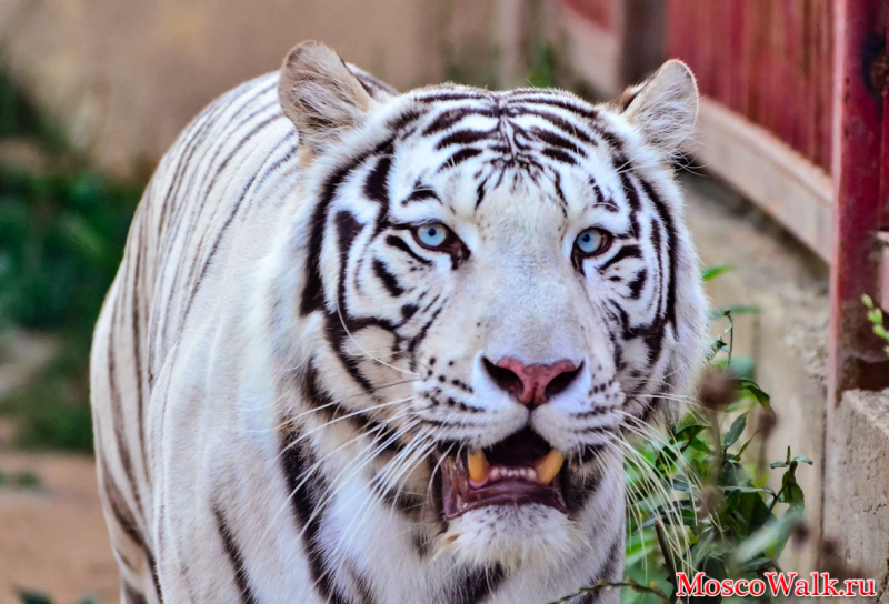 Экзотик парк белый тигр