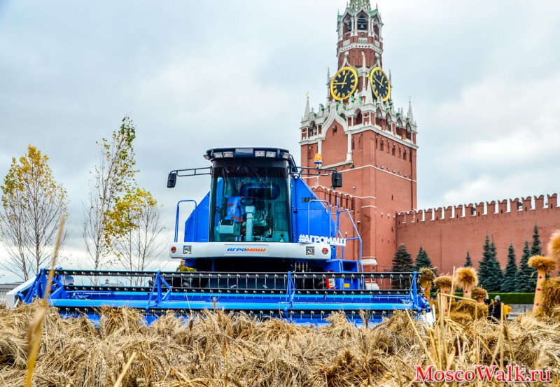 пшеничное поле на Красной площади
