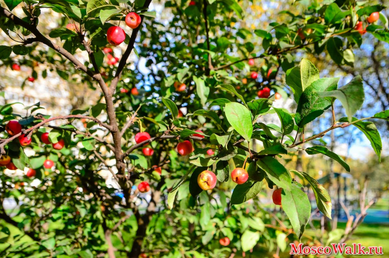 Яблоки Бирюлево Западное