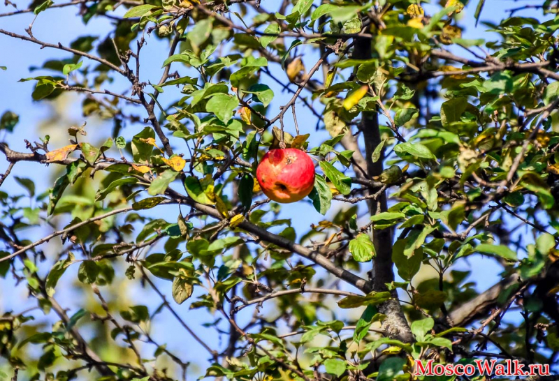 цветение яблок во Фруктовом парке
