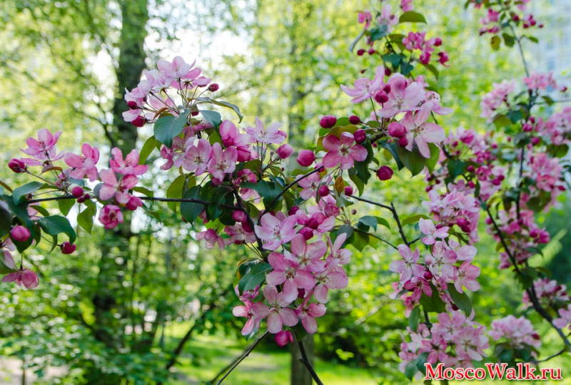 цветение яблонь в Сокольниках