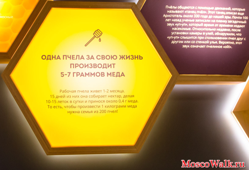 факты о пчелах в музее 