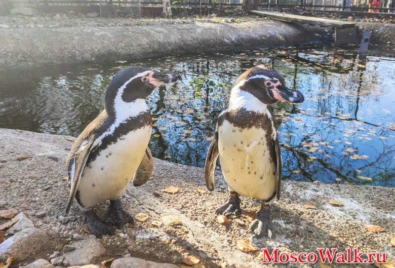 Пингвины в парке Птиц