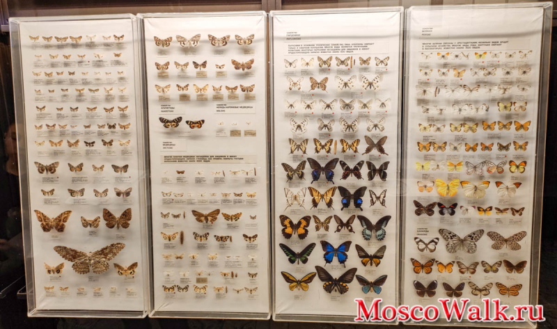 бабочки в коллекции Зоологического музея
