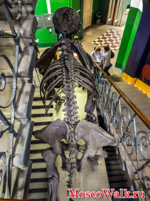 скелет мамонта в Зоологическом музее