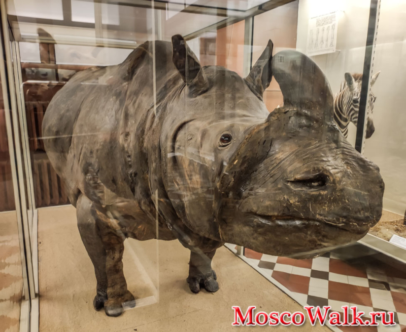 чучело Индийского носорога