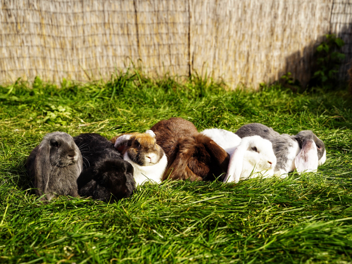В Москве открывается «Зайкин Дом» с 40 видами кроликов